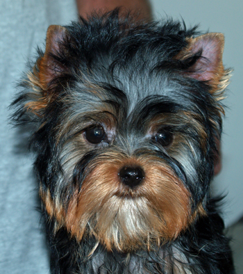 Yorkie Puppies For Sale From Yorkie Breeder